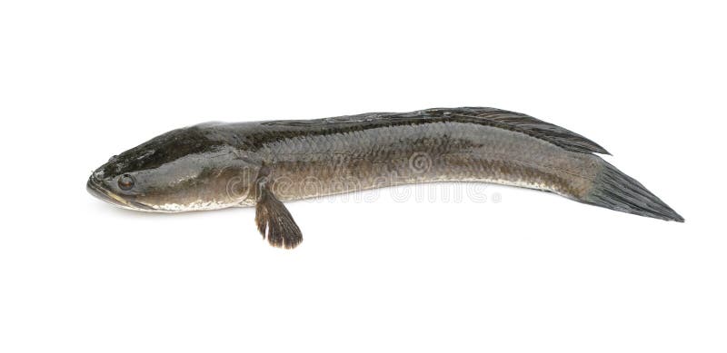 L'image du snakehead rayé pêchent d'isolement sur le fond blanc, Animaux aquatiques
