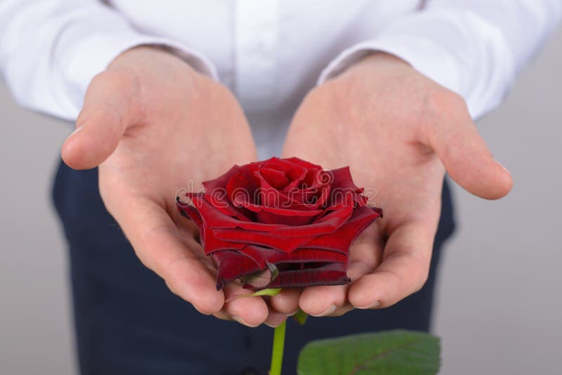 L'image en gros plan cultivée de photo de la rose avec du charme gentille assez belle avec les pétales idéaux a isolé le fond gri image stock L'image en gros plan cultivée de photo de la rose avec du charme gentille assez belle avec les pétales idéaux a isolé le fond gri image stock