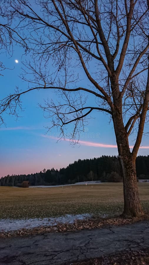 L'immagine mostra un albero in piedi la mattina presto. L'albero con i suoi rami e le foglie è bagnato dalla leggera luce morbida dell'alba. il cielo sullo sfondo ha una qualità pallida quasi eterea con indizi di rosa e blu chiaro che indicano che il sole sta iniziando a sorgere. c'è un senso di calma e di quiete nell'aria, con una leggera nebbia che probabilmente si aggira intorno alla base dell'albero. la scena generale evoca una sensazione di freschezza e tranquillità che catturano la tranquilla bellezza del mattino presto.