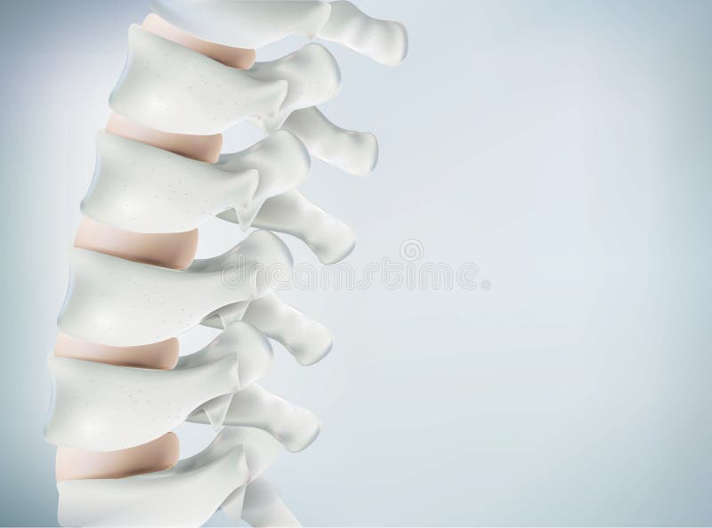 L'immagine umana della spina dorsale è realistica Mostra l'accuratezza medica dello scheletro e della rappresentazione umani 3D
