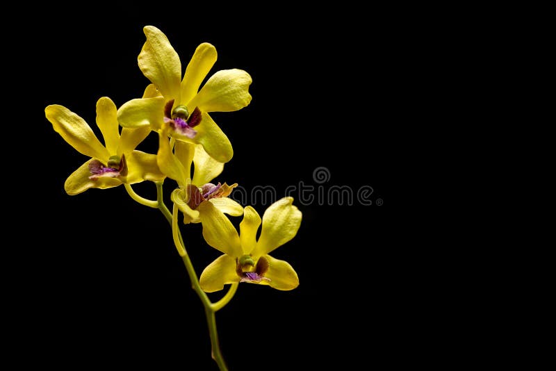 L'immagine veritcal dell'orchidea gialla su fondo nero immagine stock libera da diritti