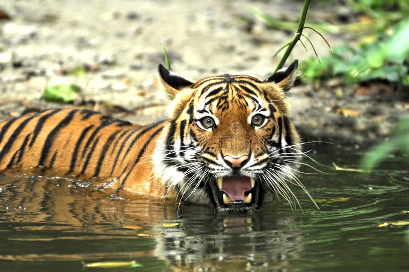 L'Indonésie ; tigre de sumatra