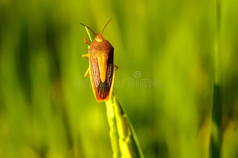 L'insecte De Coreid a Attrapé Les Oreilles Du Riz Photo stock