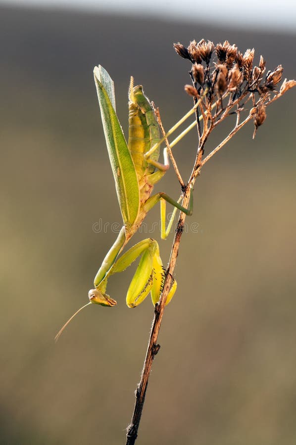 L'insecte Mantis religiosa est assis sur sa plante image stock L'insecte Mantis religiosa est assis sur sa plante image stock