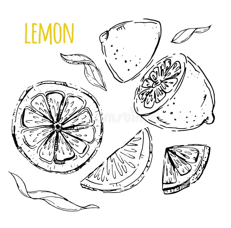 L'insieme tirato dei limoni Segmenti del limone, limone succoso parte posteriore di bianco illustrazione vettoriale L'insieme tirato dei limoni Segmenti del limone, limone succoso parte posteriore di bianco illustrazione vettoriale