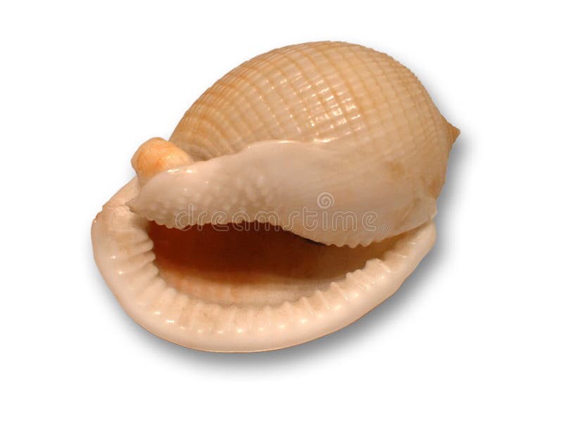 Shell- looks like smiling. Isolated. Shell- looks like smiling. Isolated