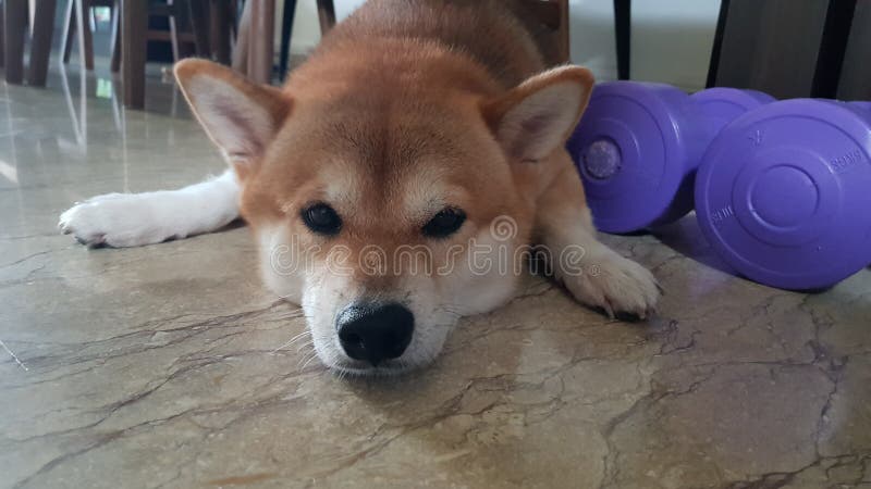 L'inu de Shiba établissent image libre de droits L'inu de Shiba établissent image libre de droits
