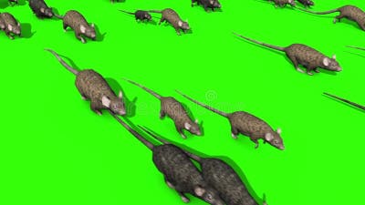 Comment se débarrasser des souris et des rats - Eden Vert 3D Val d