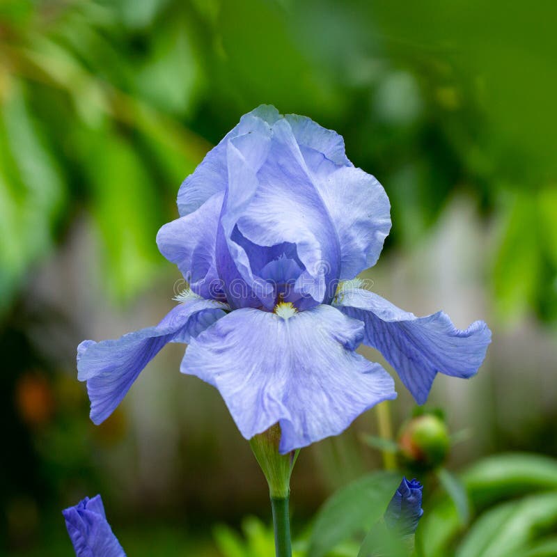 L'iride lilla viola di fioritura dei fiori del fondo si sviluppa in un'aiola fotografie stock libere da diritti L'iride lilla viola di fioritura dei fiori del fondo si sviluppa in un'aiola fotografie stock libere da diritti