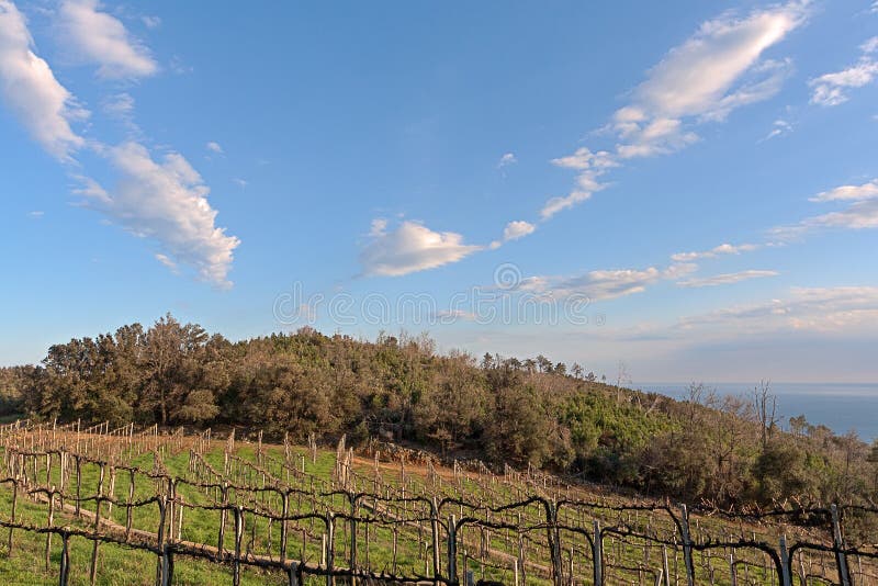 L'Italia, vigna a Noli fotografia stock libera da diritti L'Italia, vigna a Noli fotografia stock libera da diritti