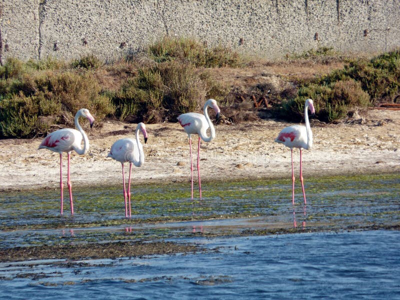 L'Italie, Sardaigne, l'étang de Porto Pino, flamants image libre de droits L'Italie, Sardaigne, l'étang de Porto Pino, flamants image libre de droits
