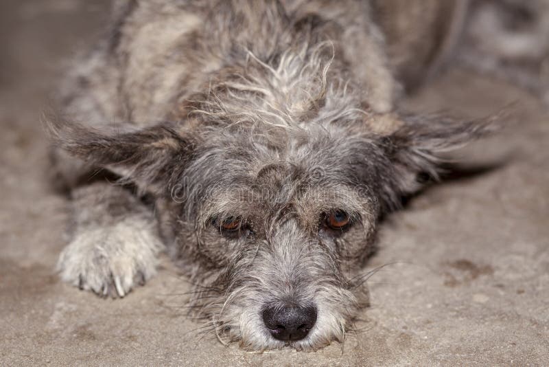 L'occhio alto vicino sul cane tailandese capo di colore grigio e marrone è triste fotografia stock L'occhio alto vicino sul cane tailandese capo di colore grigio e marrone è triste fotografia stock