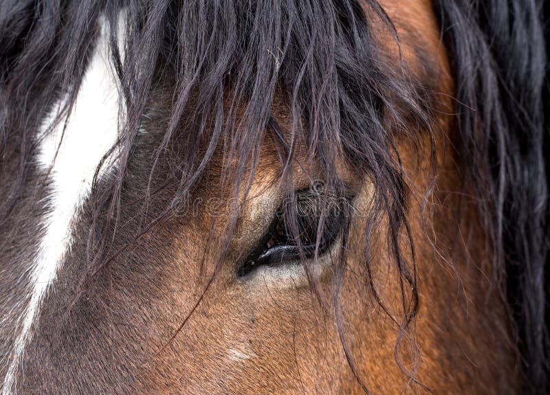 L'occhio di una fine del cavallo su fotografia stock libera da diritti L'occhio di una fine del cavallo su fotografia stock libera da diritti