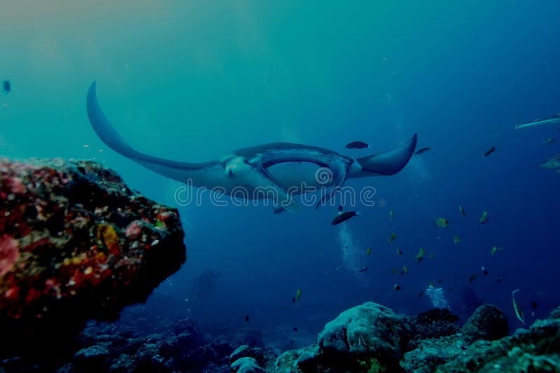L'Océan Indien sous-marin des Maldives de photo de plongée de Ray de Manta photographie stock libre de droits L'Océan Indien sous-marin des Maldives de photo de plongée de Ray de Manta photographie stock libre de droits