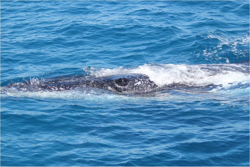 L'oeil de la baleine image stock. Image du animal, mammifères 662117