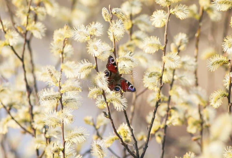 l'oeil de paon de papillon se repose sur les couleurs pelucheuses de Gol image stock l'oeil de paon de papillon se repose sur les couleurs pelucheuses de Gol image stock