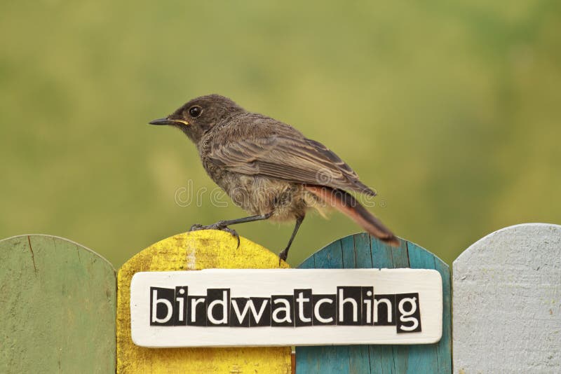 L'oiseau était Perché Sur Une Barrière Décorée De L'observation Des Oiseaux  De Mot Photo stock - Image du jaune, faune: 44073848