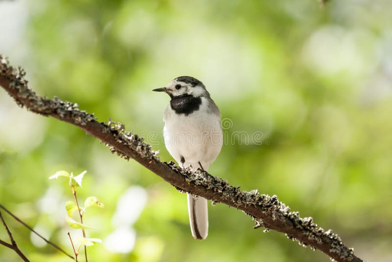 L'oiseau blanc de hochequeue se repose sur la branche d'arbre photo stock L'oiseau blanc de hochequeue se repose sur la branche d'arbre photo stock