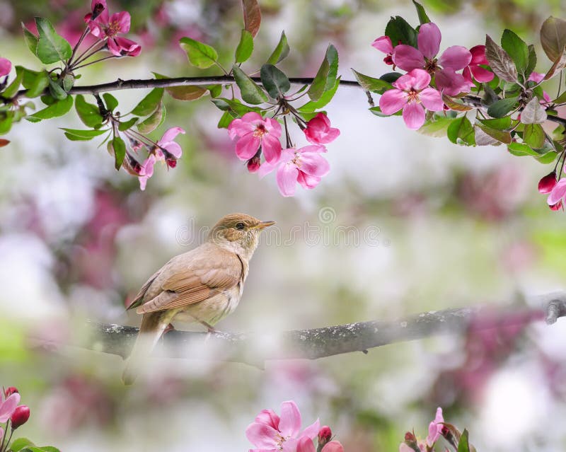 L'oiseau chanteur de portrait qu'un rossignol repose sur une succursale dans peut faire du jardinage entouré de fleurs roses de po