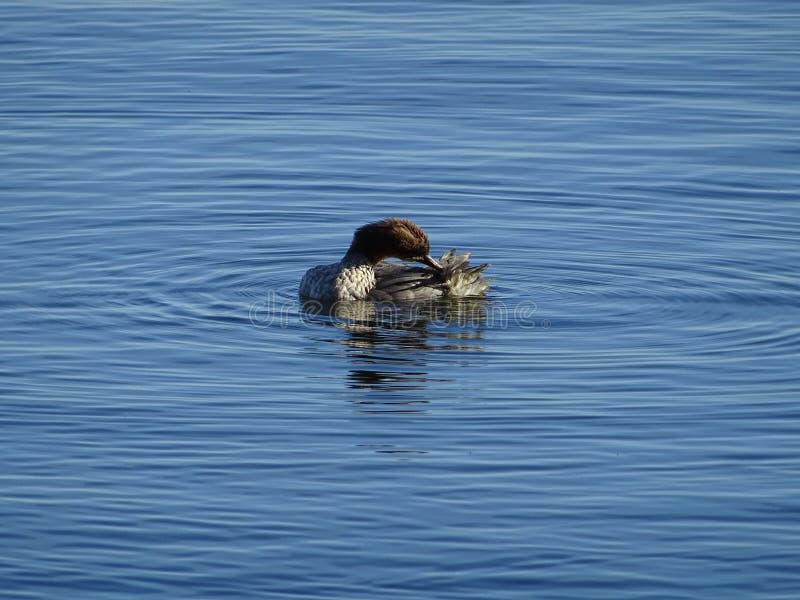 L'oiseau d'eau lave son individu qui est commun ici dans l'archipel de la Finlande photo stock L'oiseau d'eau lave son individu qui est commun ici dans l'archipel de la Finlande photo stock