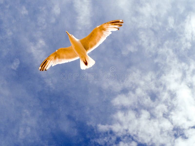 L'oiseau de mer images stock L'oiseau de mer images stock