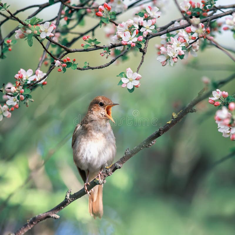 Nightingale bird sings in the spring garden on the flowering branches of an Apple tree on a Sunny. Nightingale bird sings in the spring garden on the flowering branches of an Apple tree on a Sunny