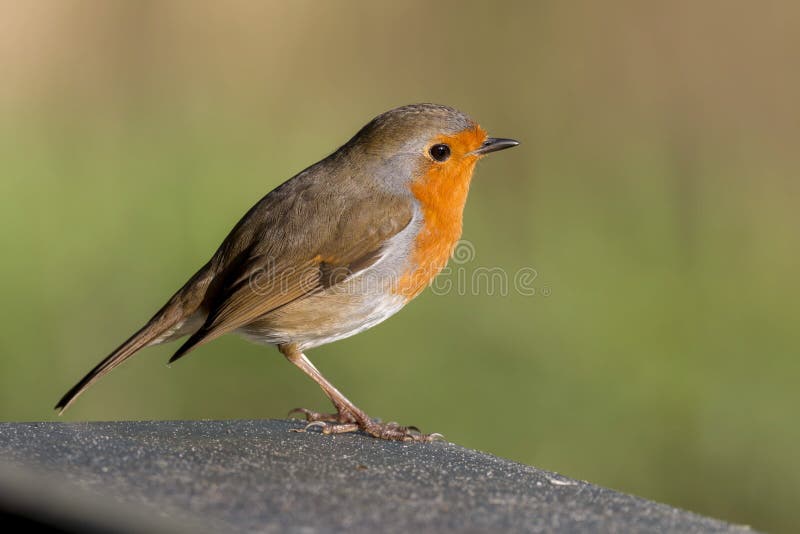 Chant Oiseau Rouge Gorge Erithacus Rubecula Soleil Rayons