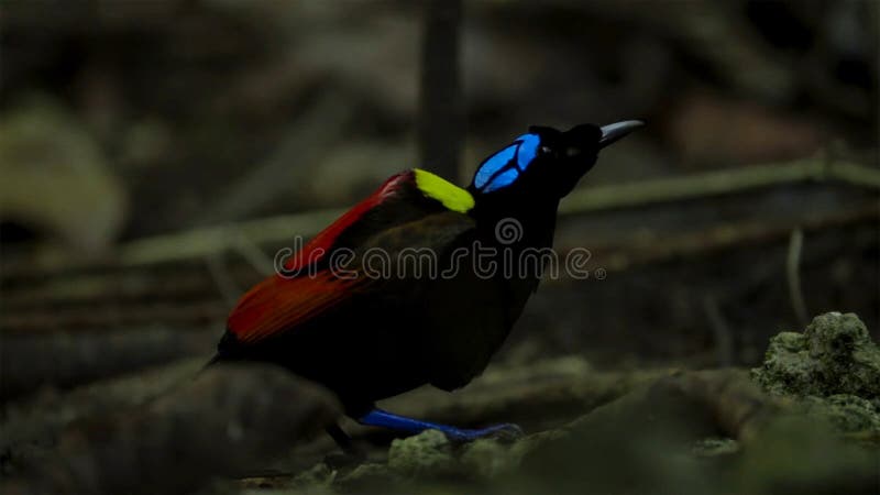 Loiseau De Wilson Du Paradis Concurrençant Pour Attirer Une