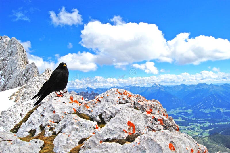 L'oiseau noir sur le toit du monde, beauté de nature, paysage alpin bleu, ciel bleu, neige a couvert des crêtes de montagne images libres de droits L'oiseau noir sur le toit du monde, beauté de nature, paysage alpin bleu, ciel bleu, neige a couvert des crêtes de montagne images libres de droits