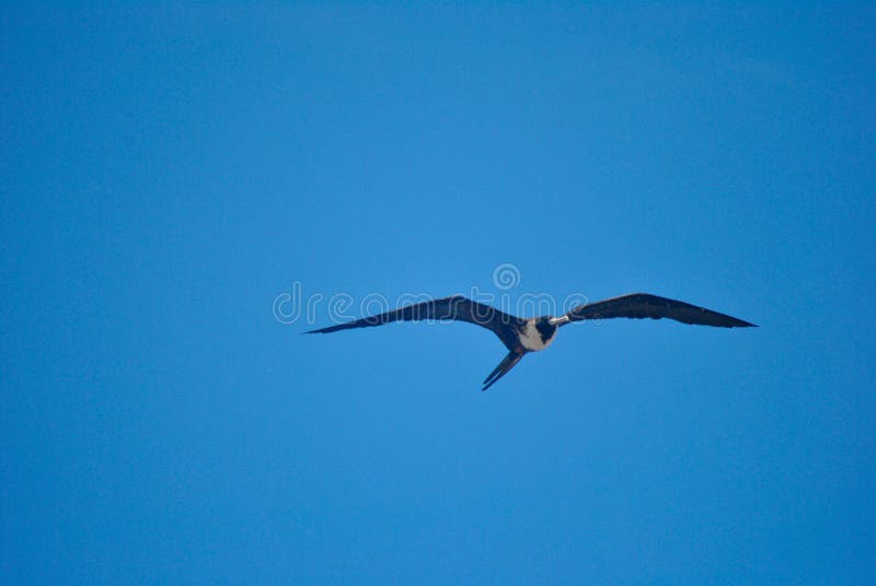 L Oiseau Qui Vole Sous Le Ciel Bleu De Turquoise Image Stock Image Du Oiseau Cordon L Oiseau Qui Vole Sous Le Ciel Bleu De Turquoise Image Stock Image Du Oiseau Cordon
