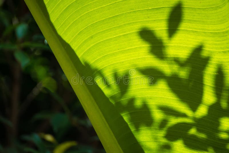 L'ombra di piccola foglia sulla foglia verde della banana ha strutturato il fondo astratto fotografie stock libere da diritti L'ombra di piccola foglia sulla foglia verde della banana ha strutturato il fondo astratto fotografie stock libere da diritti