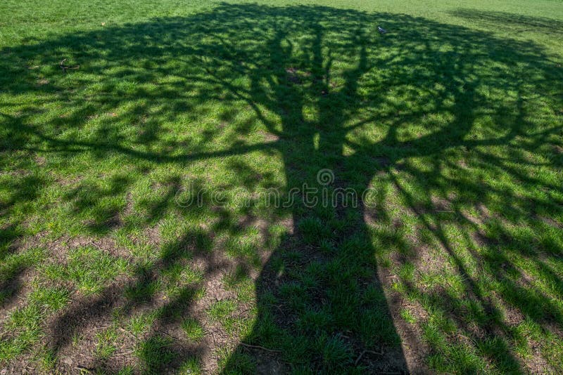 L'ombre d'un arbre beau r?fl?chit sur l'herbe images libres de droits L'ombre d'un arbre beau r?fl?chit sur l'herbe images libres de droits