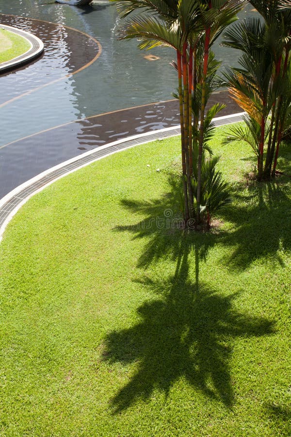 L ombre  Des Paumes Sur L herbe  Verte Photo stock Image 