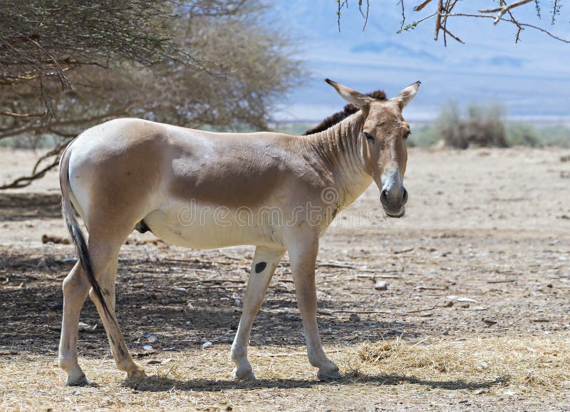 L'Onager (hemionus d'Equus) est un cul sauvage asiatique brun