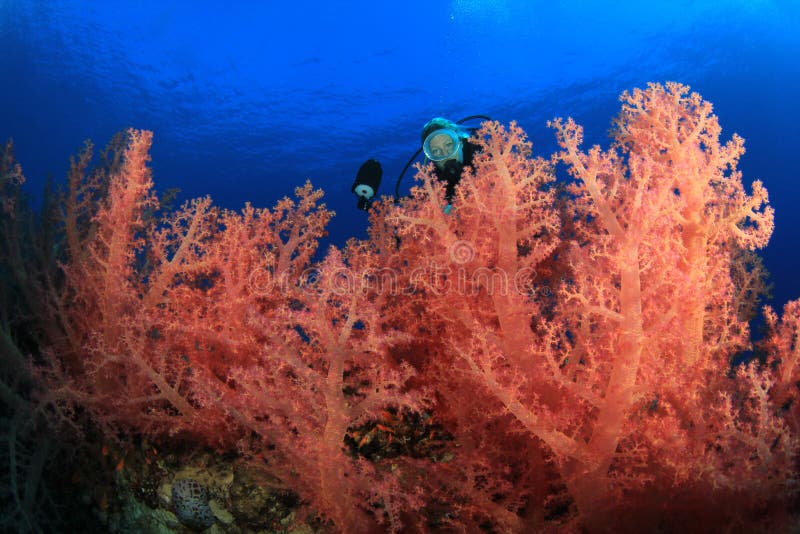 L'operatore subacqueo di scuba esplora la bella barriera corallina fotografia stock libera da diritti L'operatore subacqueo di scuba esplora la bella barriera corallina fotografia stock libera da diritti
