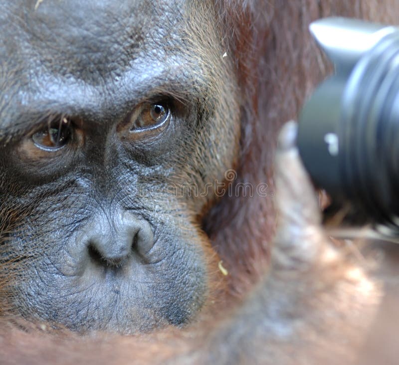L'orang-outan regarde dans l'appareil-photo Un portrait du jeune orang-outan sur un surnom Ben Fermez-vous à une distance courte image libre de droits L'orang-outan regarde dans l'appareil-photo Un portrait du jeune orang-outan sur un surnom Ben Fermez-vous à une distance courte image libre de droits