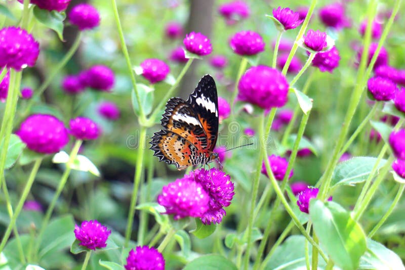 The beautiful flying orange and red butterfly in meadow park, Leopard Lacewing butterfly on purple amaranth flower, close up of black dotted insect on green leaf black rock garden background. The beautiful flying orange and red butterfly in meadow park, Leopard Lacewing butterfly on purple amaranth flower, close up of black dotted insect on green leaf black rock garden background