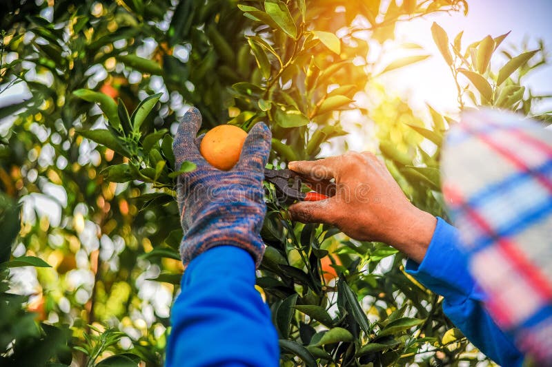 L'orange et les mains du jardinier orange sont faites à chaque d photographie stock libre de droits L'orange et les mains du jardinier orange sont faites à chaque d photographie stock libre de droits