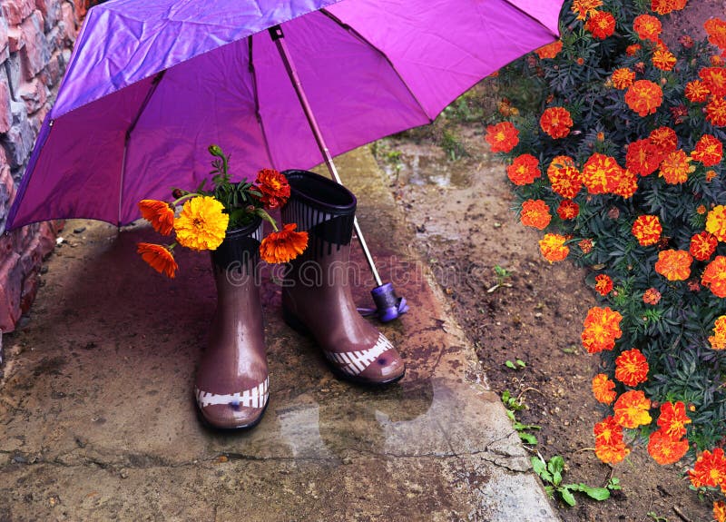 L'orange fleurit des tagetes dans des bottes en caoutchouc sous un parapluie pourpre photo stock L'orange fleurit des tagetes dans des bottes en caoutchouc sous un parapluie pourpre photo stock