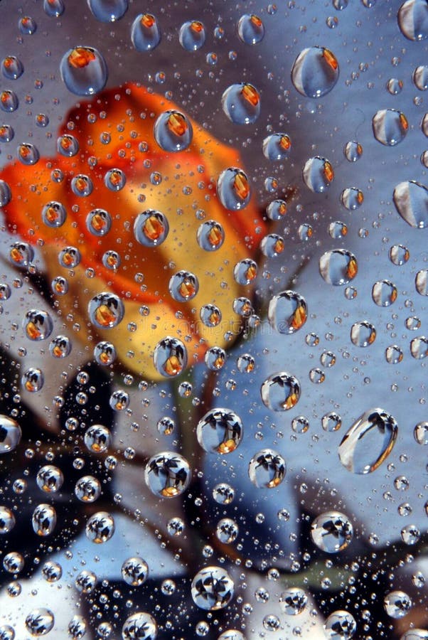 Image of a orange rose reflected in water drops. Image of a orange rose reflected in water drops