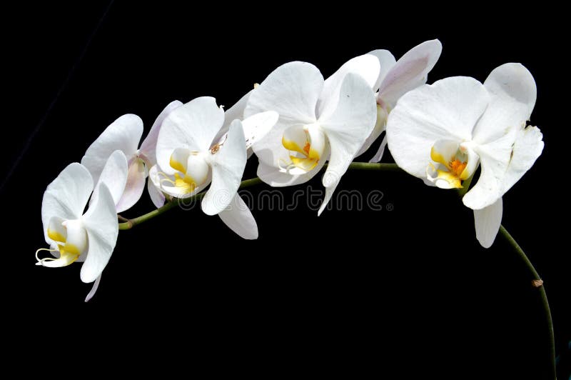 L'orchidea della luna (amabilis di phalaenopsis) fotografia stock libera da diritti