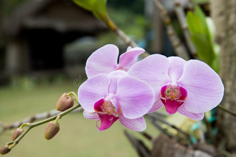 L'orchidea porpora di phalaenopsis si sviluppa in giardino immagine stock libera da diritti L'orchidea porpora di phalaenopsis si sviluppa in giardino immagine stock libera da diritti