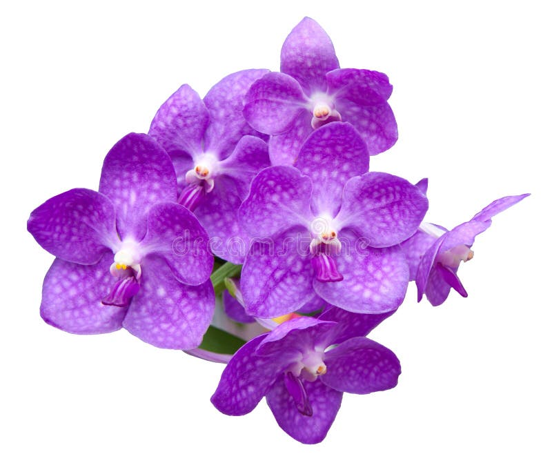 Purple orchid flowers bouquet isolated on white background. Purple orchid flowers bouquet isolated on white background