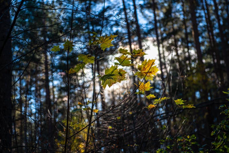 l'oro di autunno ha colorato le foglie con il fondo della sfuocatura ed i rami di albero fotografie stock l'oro di autunno ha colorato le foglie con il fondo della sfuocatura ed i rami di albero fotografie stock