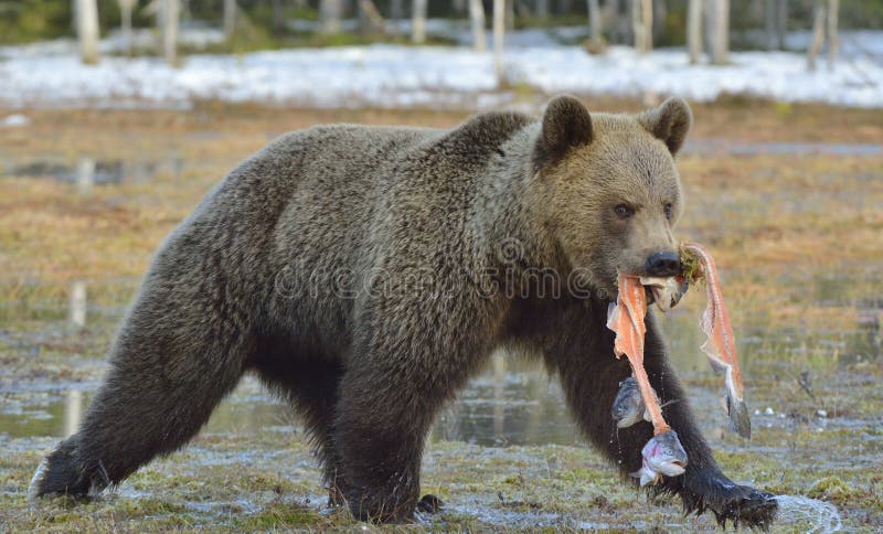 L'orso bruno corrente con il pesce fotografie stock libere da diritti L'orso bruno corrente con il pesce fotografie stock libere da diritti