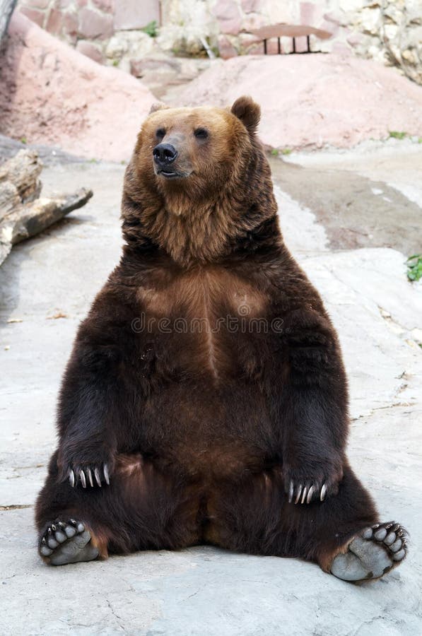 L'orso di Brown cattura un resto