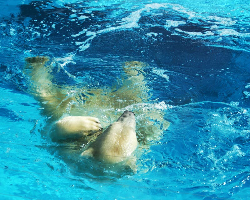 L'orso polare bianco bagna nell'oceano fotografia stock libera da diritti L'orso polare bianco bagna nell'oceano fotografia stock libera da diritti