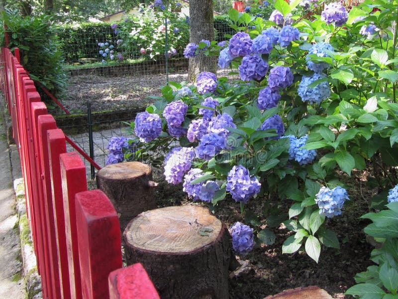 L'ortensia porpora e blu fiorisce (macrophylla dell'ortensia) in un giardino nell'estate fotografie stock libere da diritti L'ortensia porpora e blu fiorisce (macrophylla dell'ortensia) in un giardino nell'estate fotografie stock libere da diritti