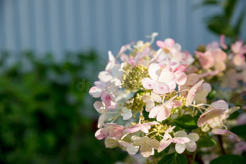 L'ortensia è rosa, blu, lilla, viola, i fiori porpora stanno fiorendo in primavera e l'estate al tramonto nel giardino della citt immagine stock L'ortensia è rosa, blu, lilla, viola, i fiori porpora stanno fiorendo in primavera e l'estate al tramonto nel giardino della citt immagine stock