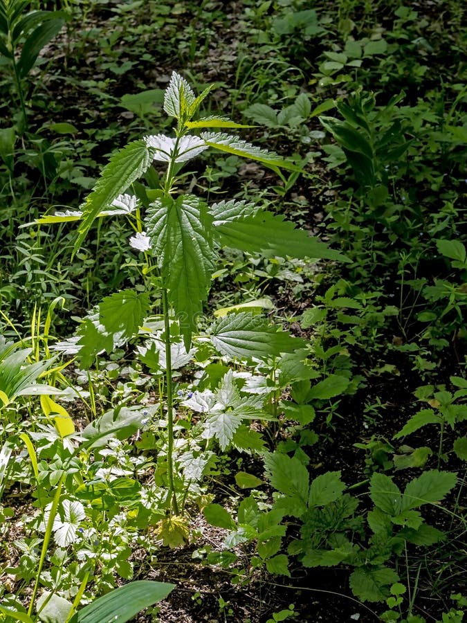 L'ortica si sviluppa nella foresta fra gli alberi immagine stock L'ortica si sviluppa nella foresta fra gli alberi immagine stock